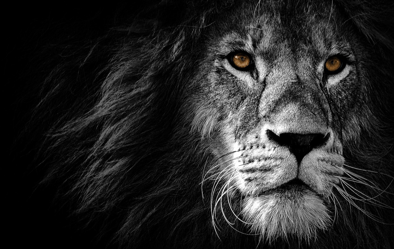 lion, animal, art, design, wild, wildlife, africa, nature, king, cat, pet, graphic, decoration, jungle, black, zoo, face, head, natural, safari, beautiful, mammal, eye, backdrop, gray nature, black cat, gray cat, black animals, gray animals, black art, gray art, black beauty, gray beauty, black eye, gray eye, black design, gray design, black natural, gray natural, black king, gray king